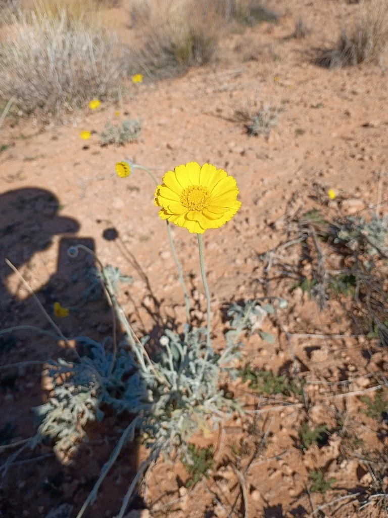 Baileya Multiradiata