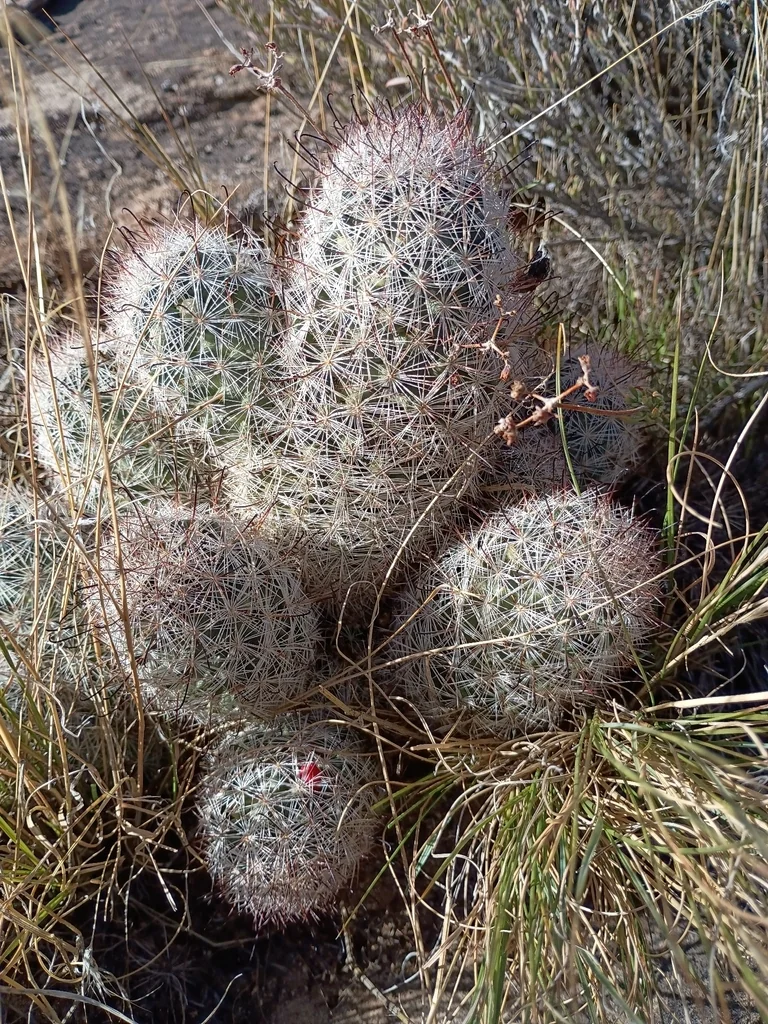 Mammillaria Tetrancistra