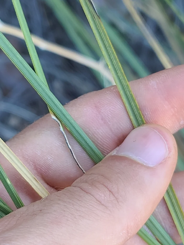 Nolina microcarpa