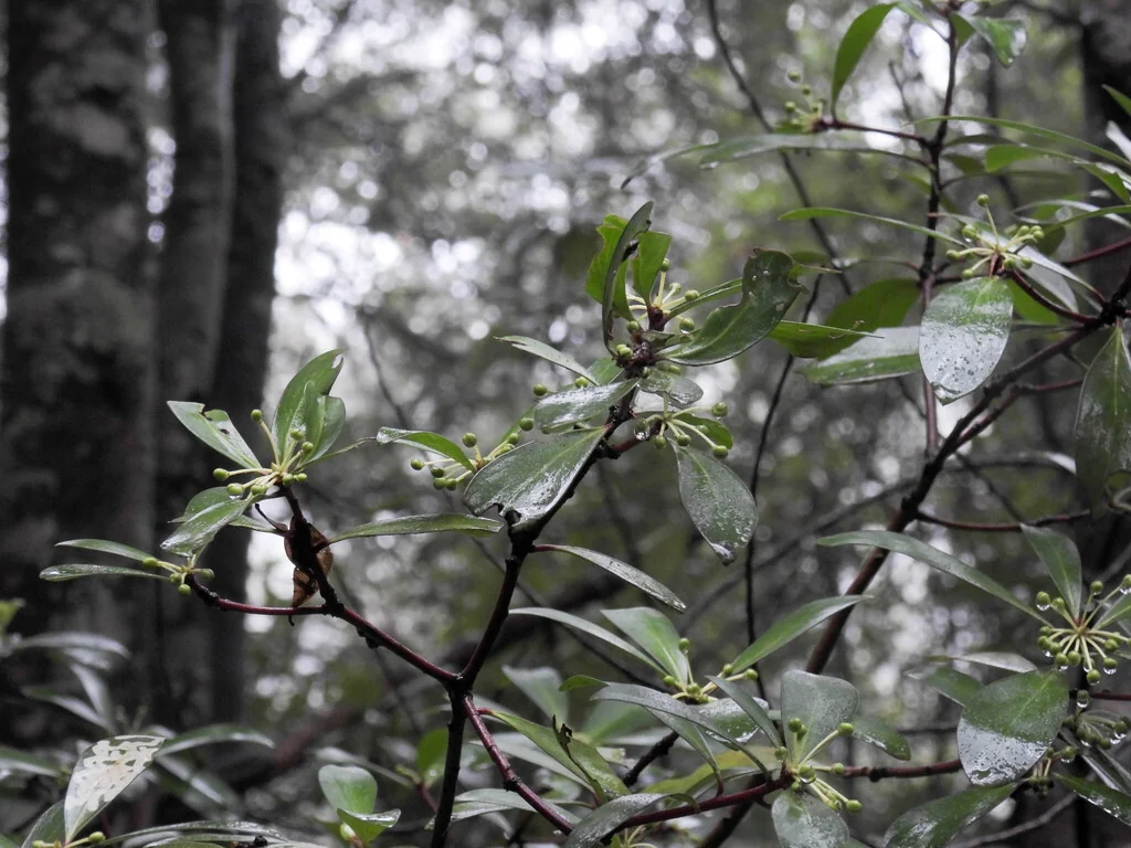 Drimys Lanceolata