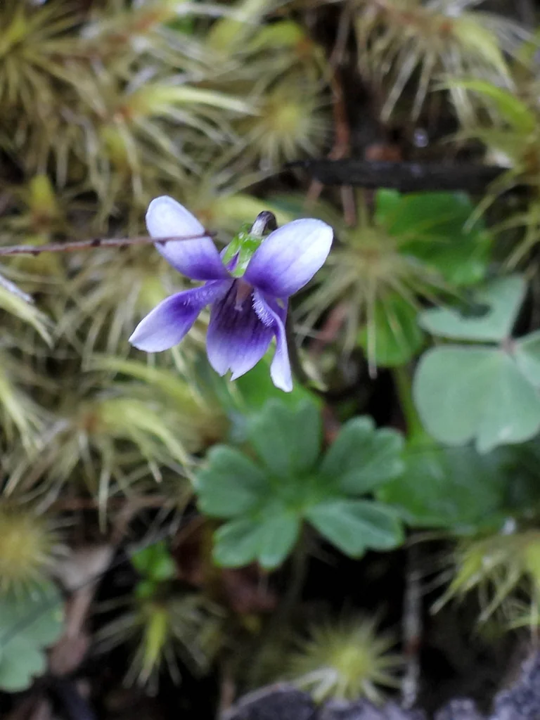 Viola hederacea
