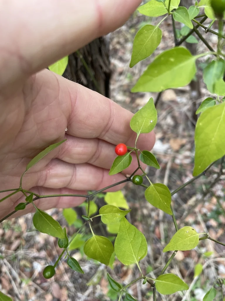 Capsicum annuum