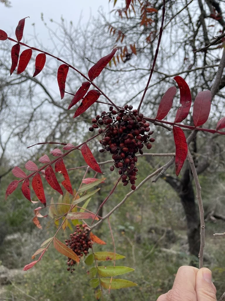 Rhus Lanceolata