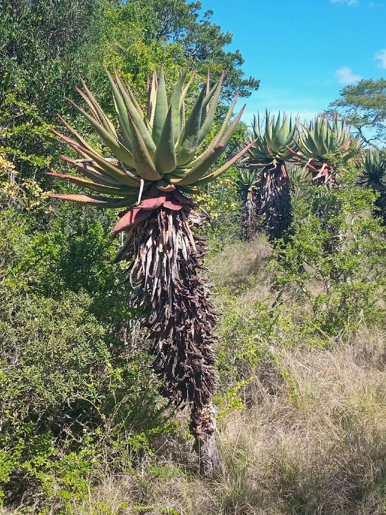 Aloe Ferox