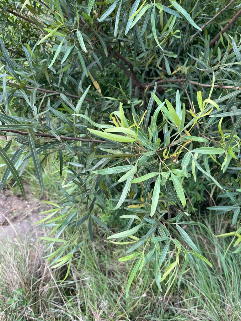 Rhus Lancea