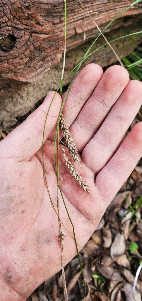 Carex Cherokeensis
