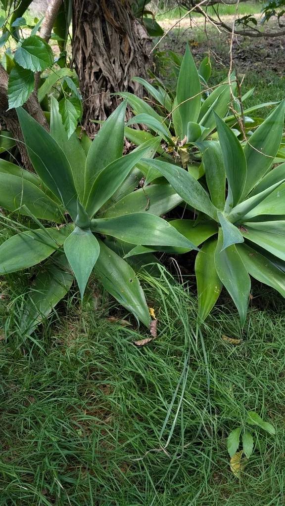 Agave Attenuata