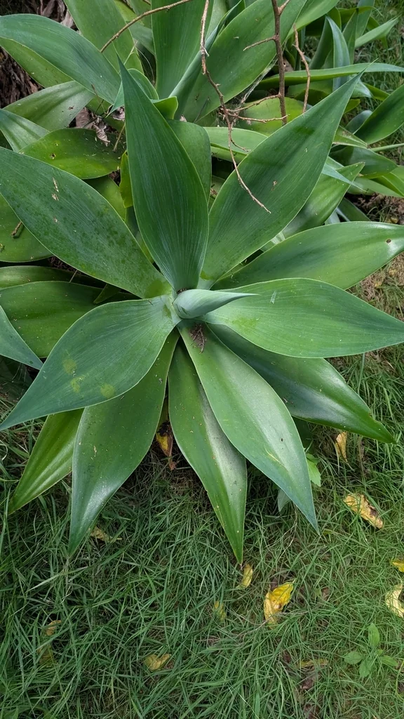 Agave Attenuata