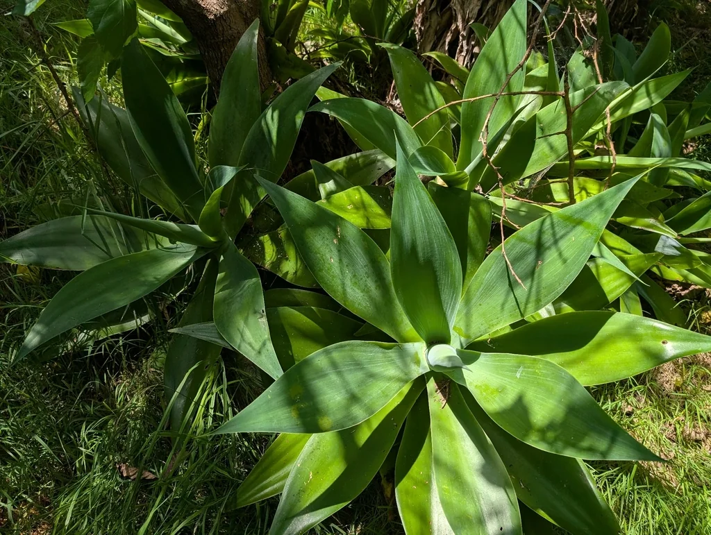 Agave Attenuata
