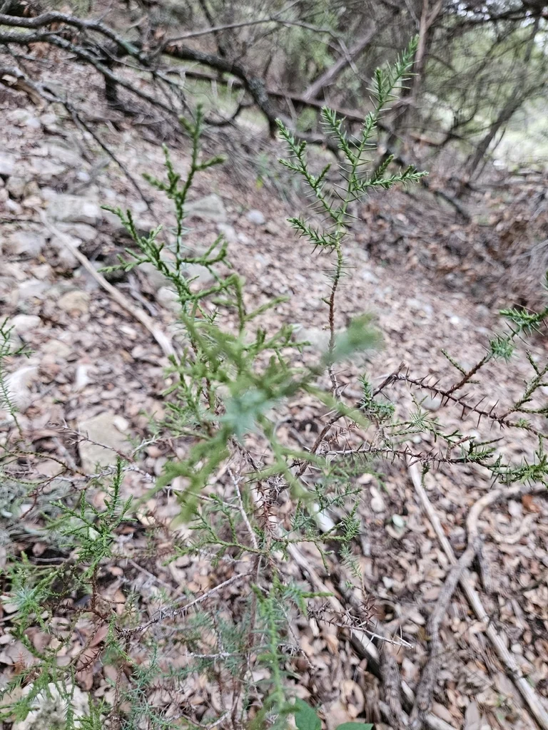 Juniperus Ashei