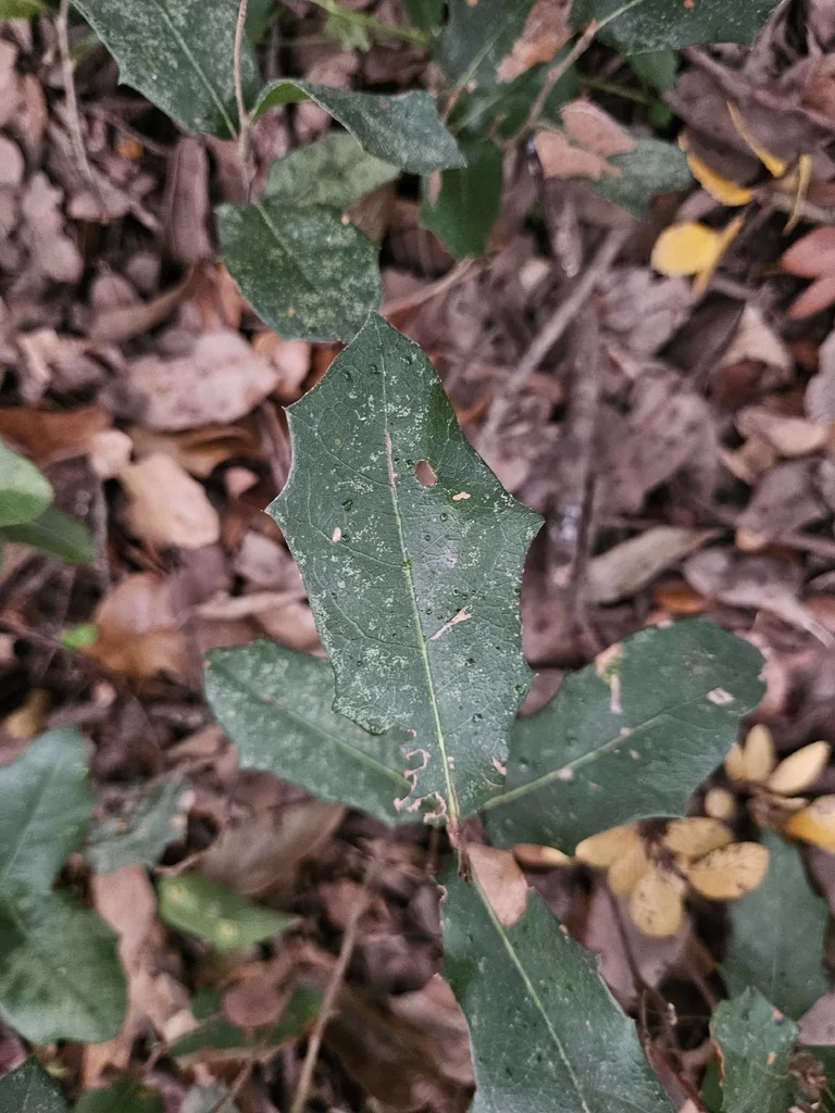 Quercus Fusiformis