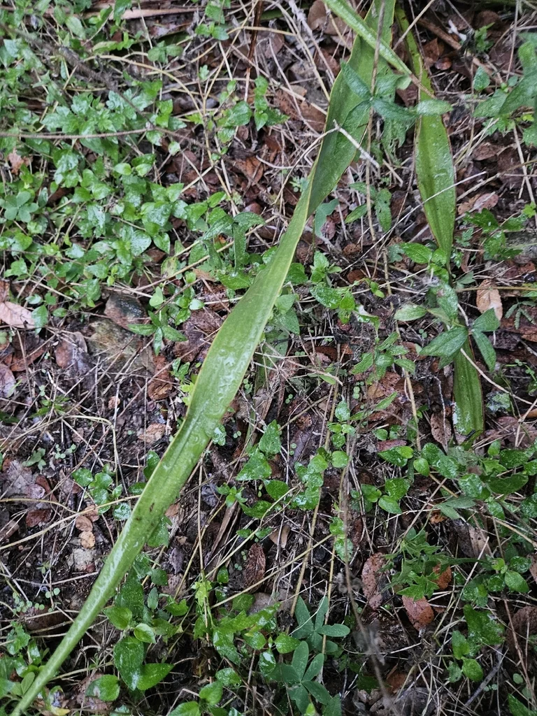Yucca Rupicola