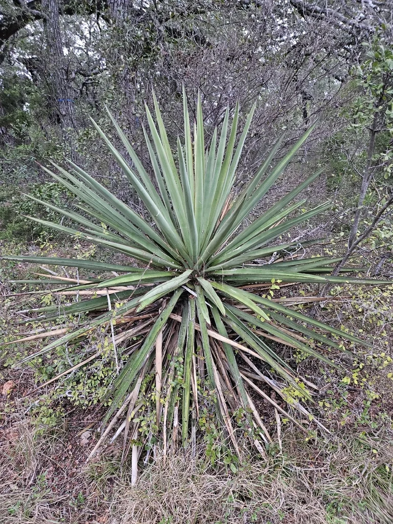 Yucca Treculiana