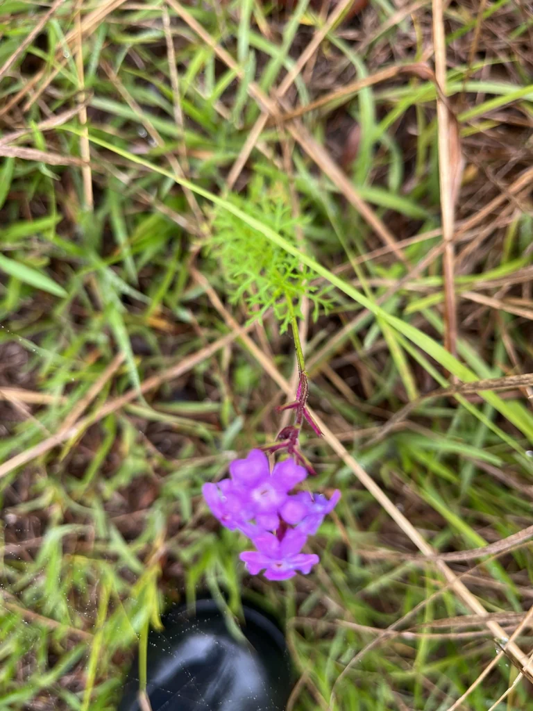 Verbena Tenuisecta