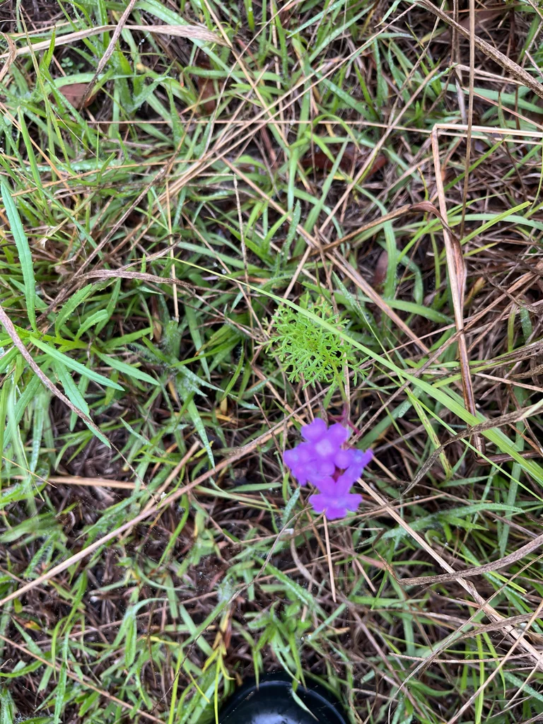 Verbena Tenuisecta