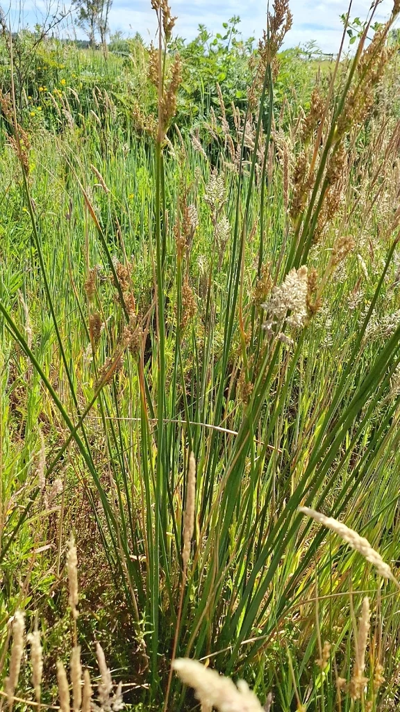 Juncus Pallidus