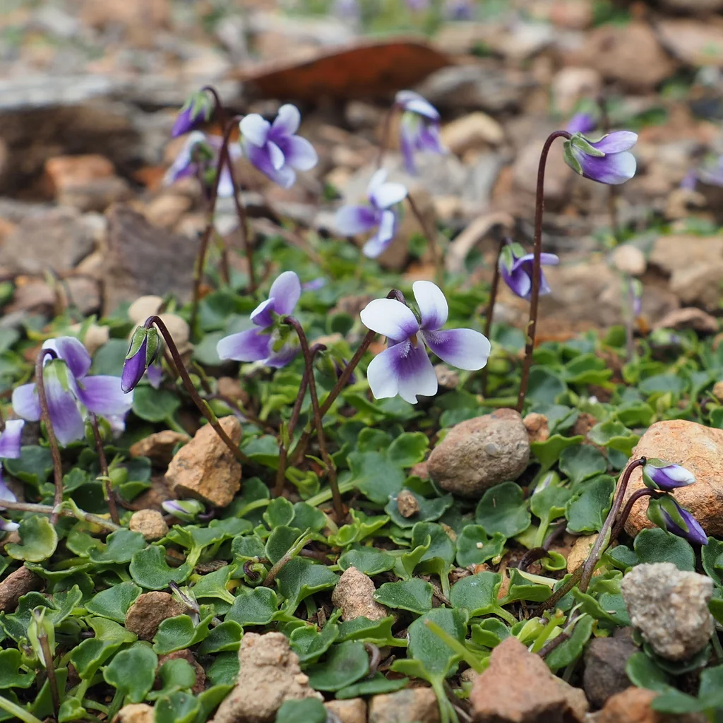 Viola hederacea