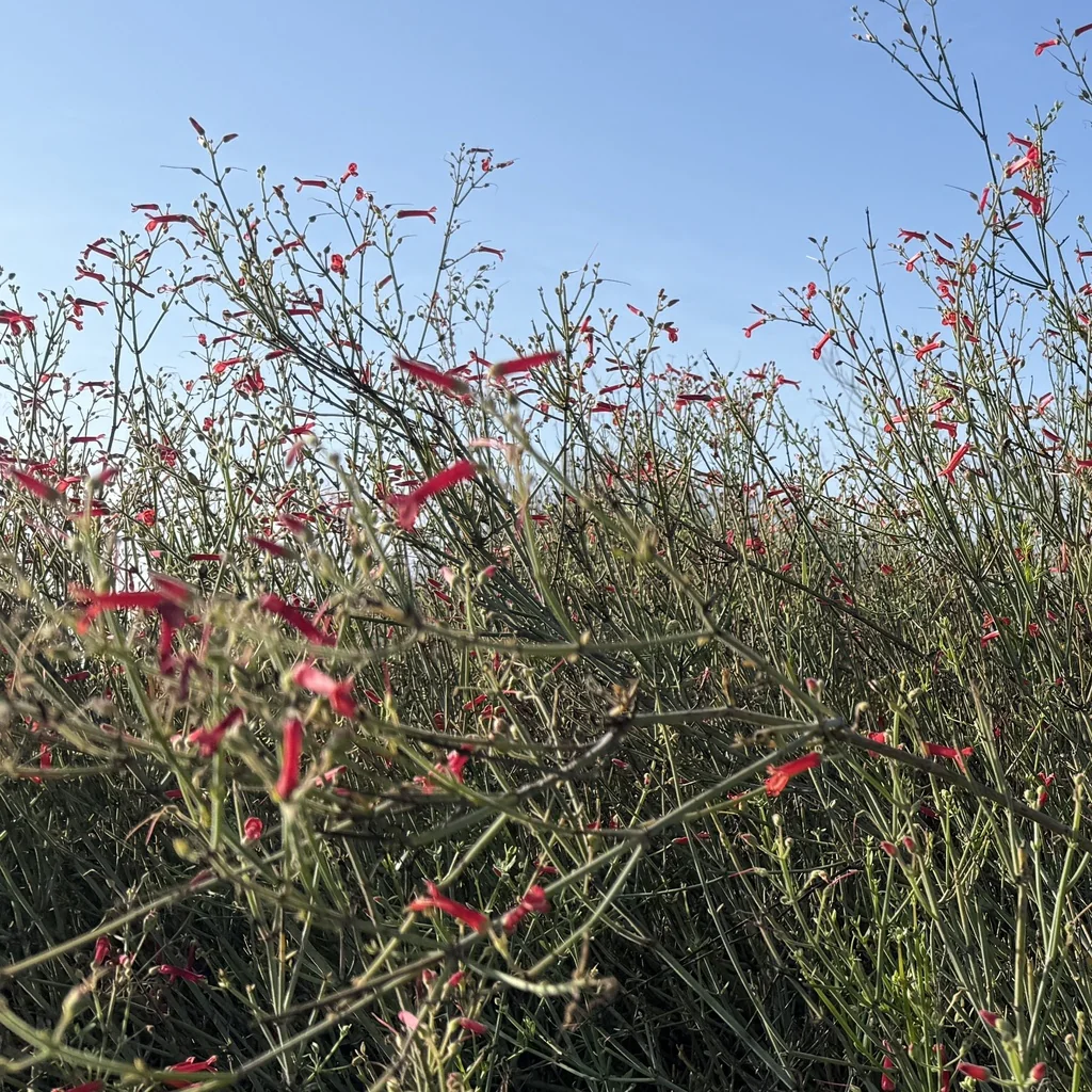 Gambelia Juncea
