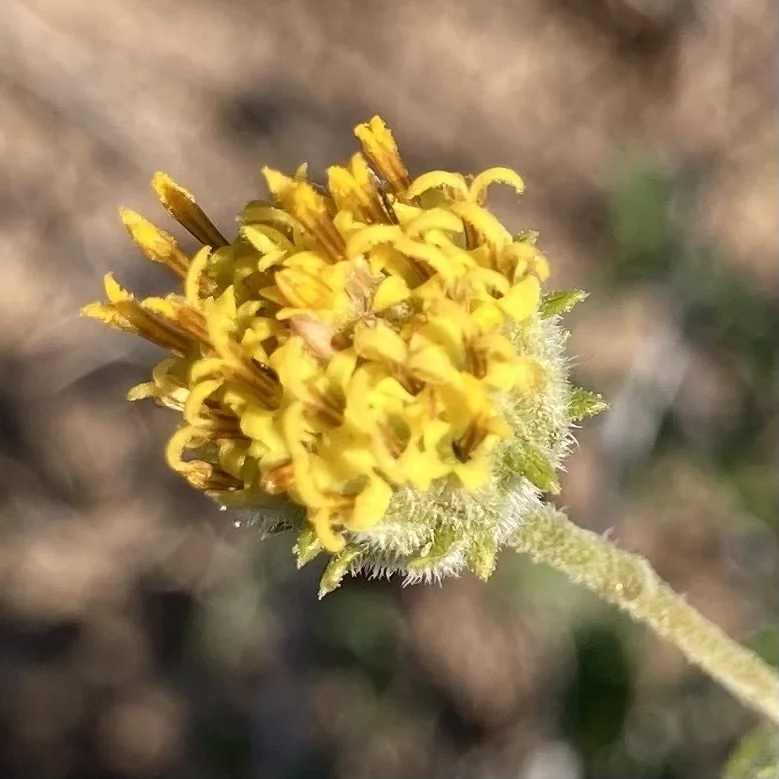 Encelia Frutescens
