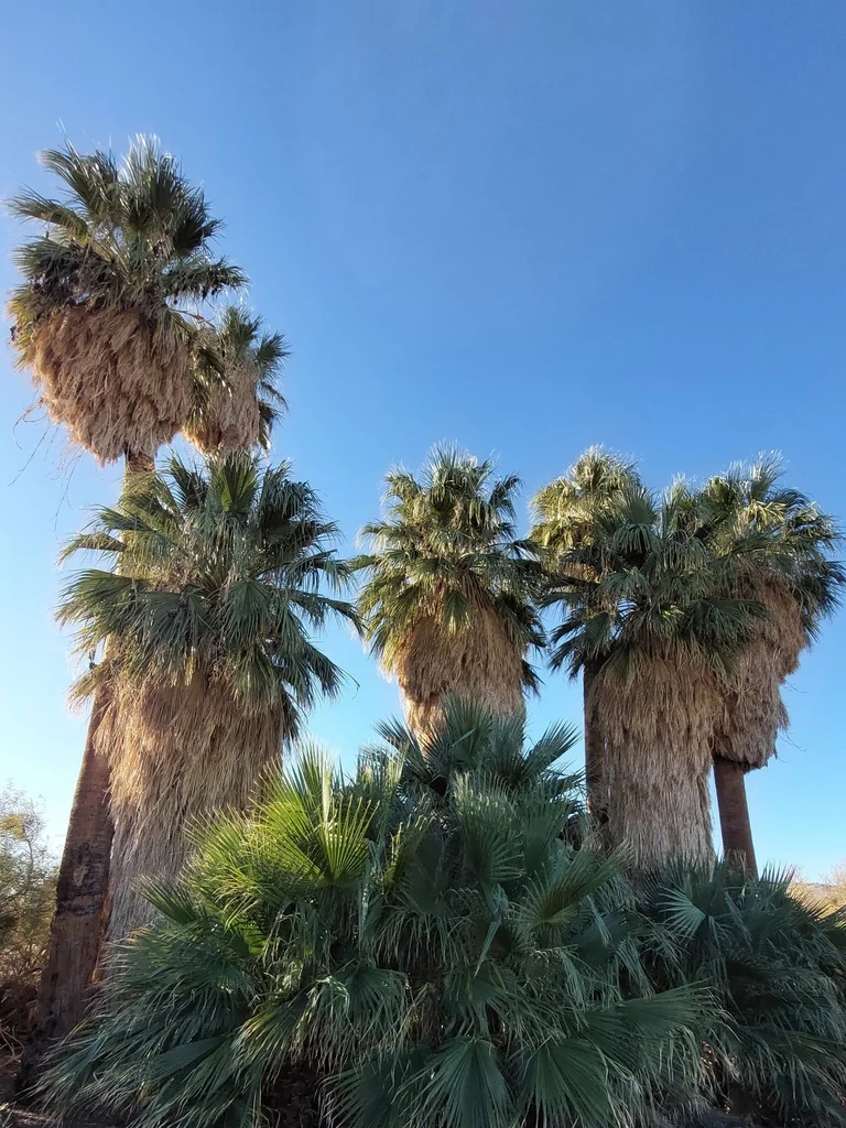 Washingtonia Filifera
