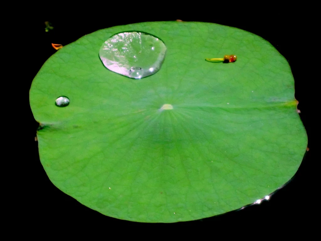 Nelumbo Nucifera