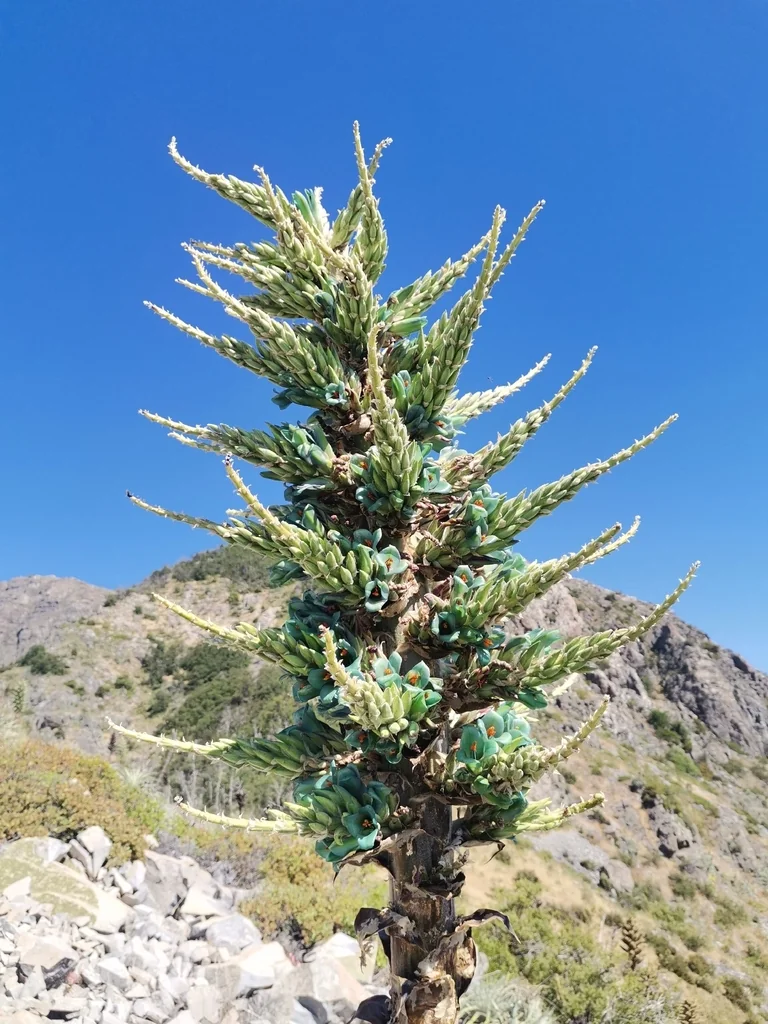 Puya Alpestris