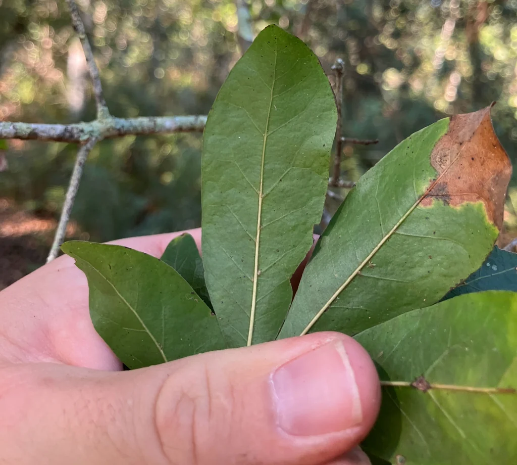 Quercus laurifolia