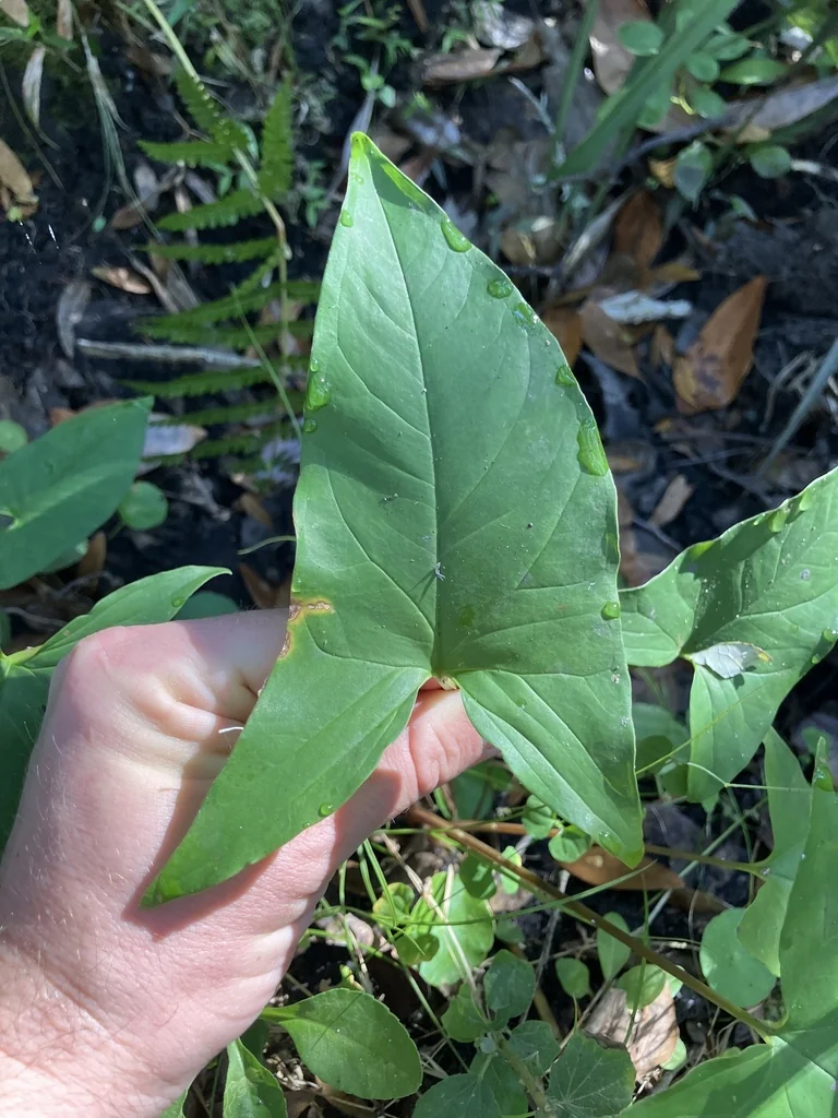 Syngonium podophyllum