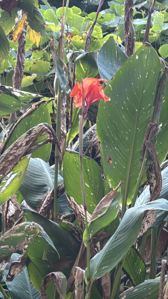 Canna generalis
