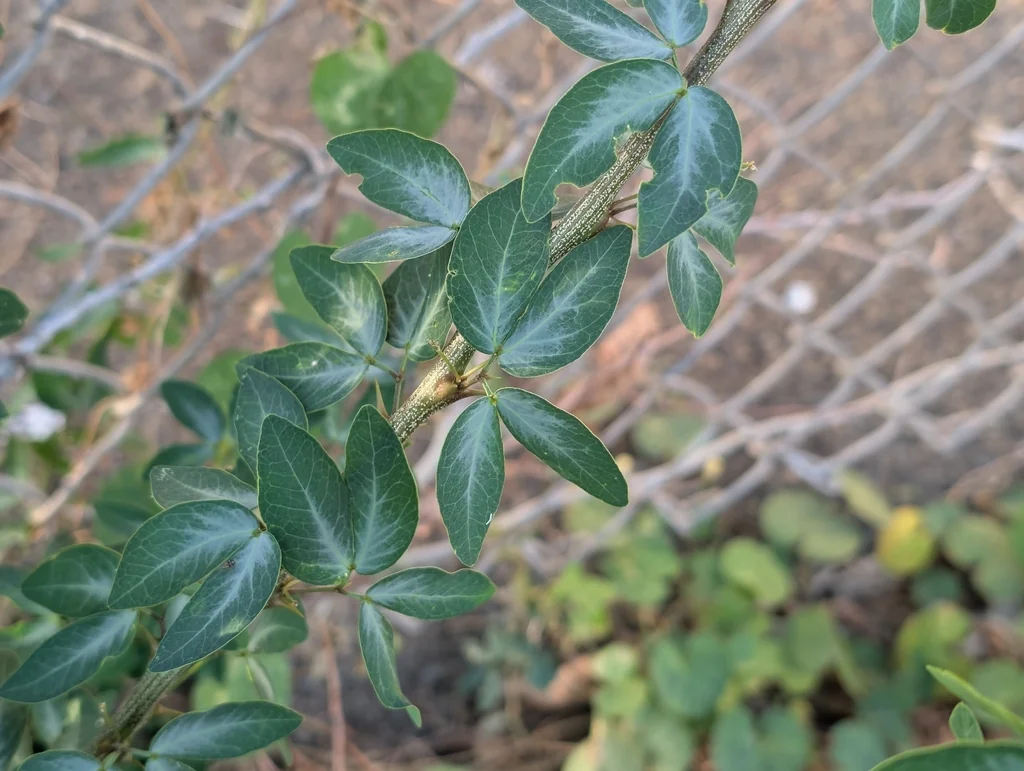 Pithecellobium Dulce