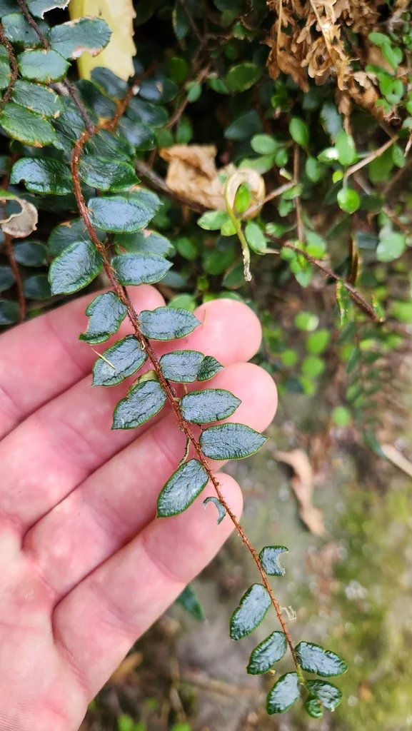 Pellaea Rotundifolia