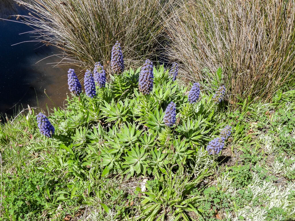 Echium Candicans