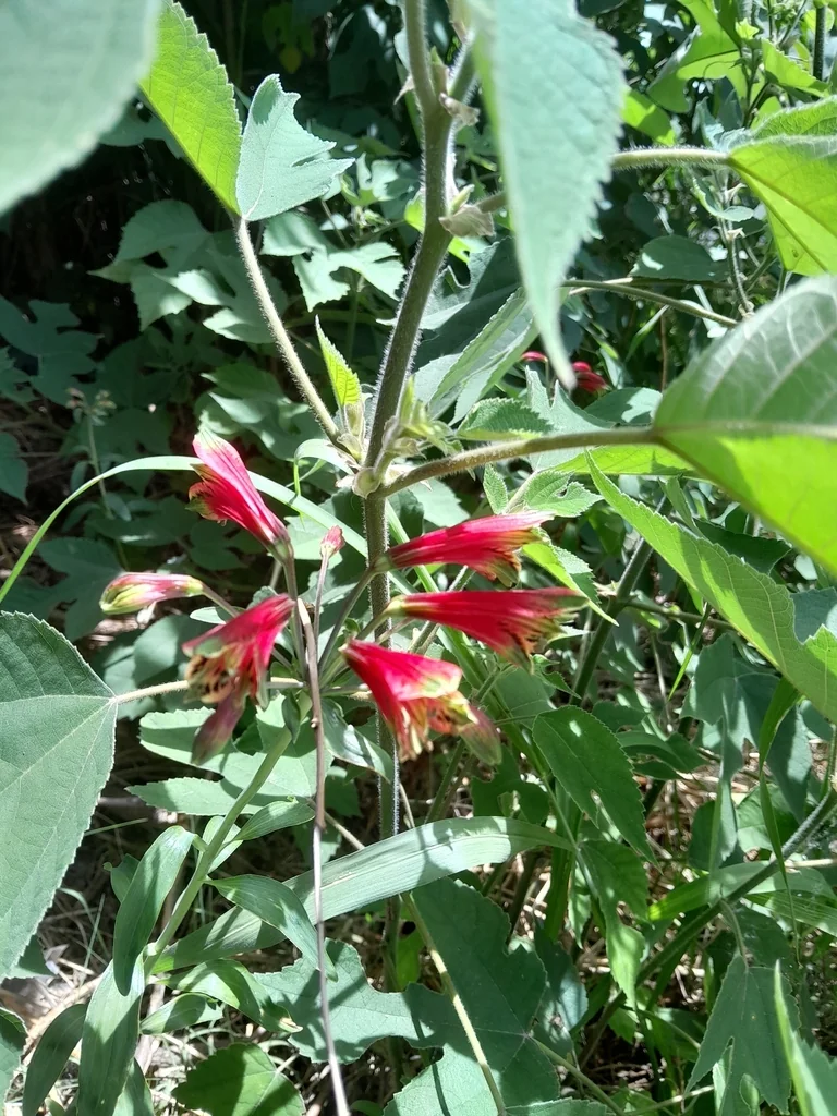 Alstroemeria Psittacina