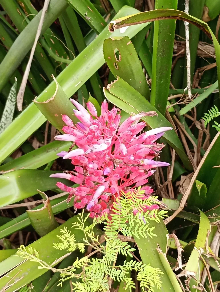 Portea Petropolitana
