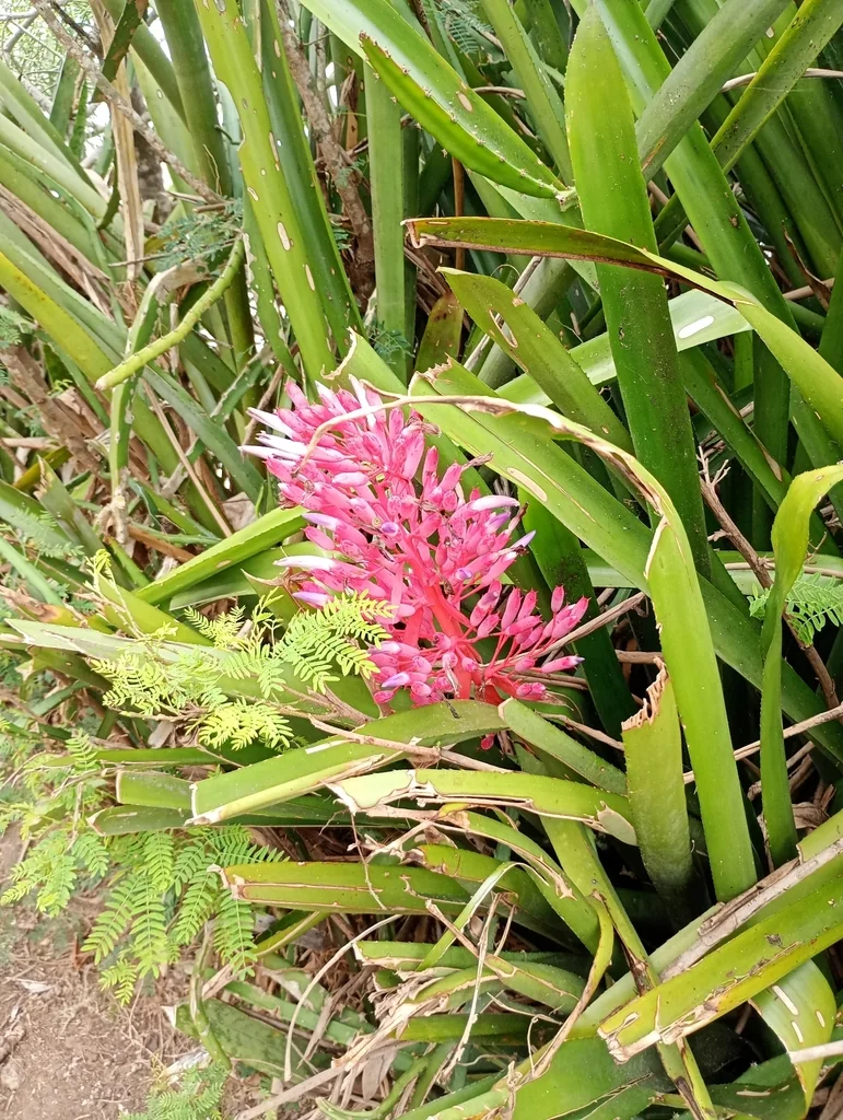 Portea Petropolitana