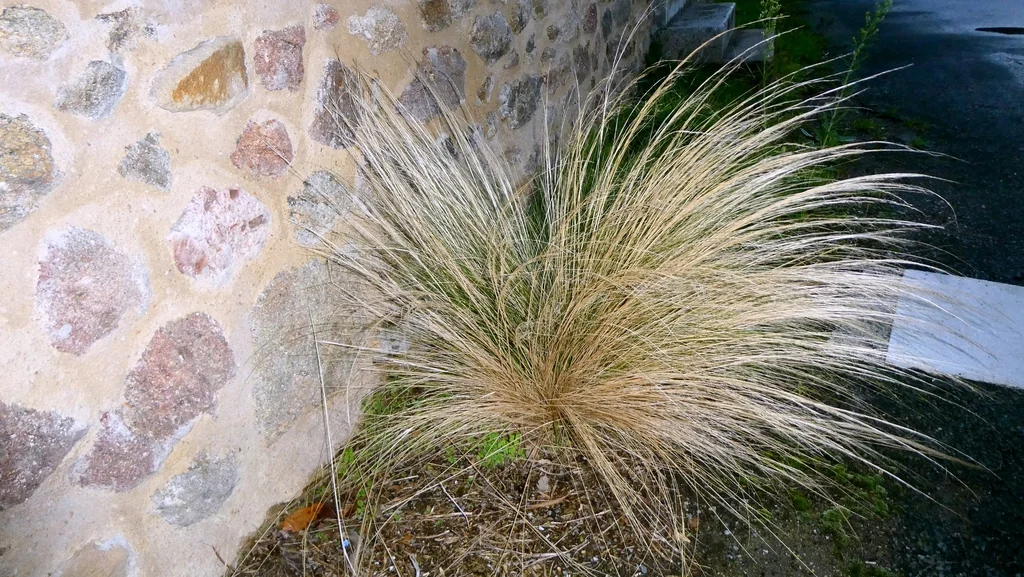 Nassella Tenuissima