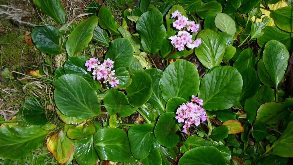 Bergenia Crassifolia