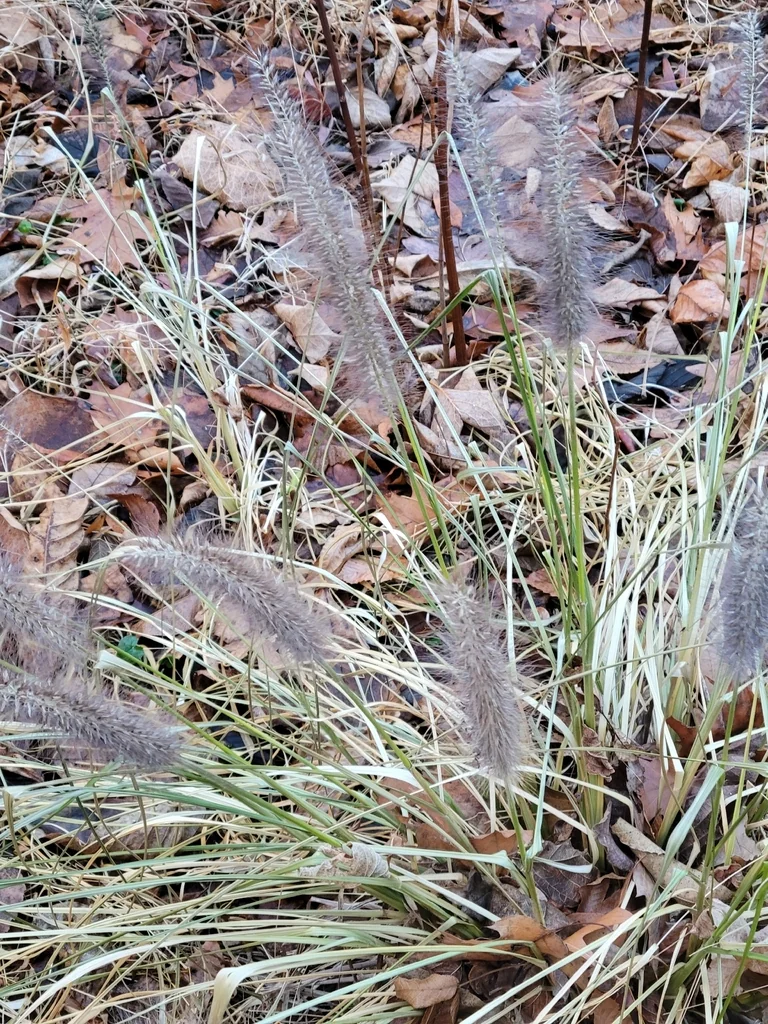 Pennisetum alopecuroides