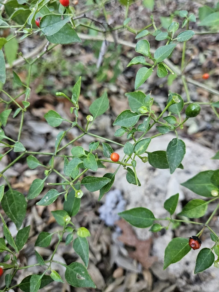 Capsicum annuum