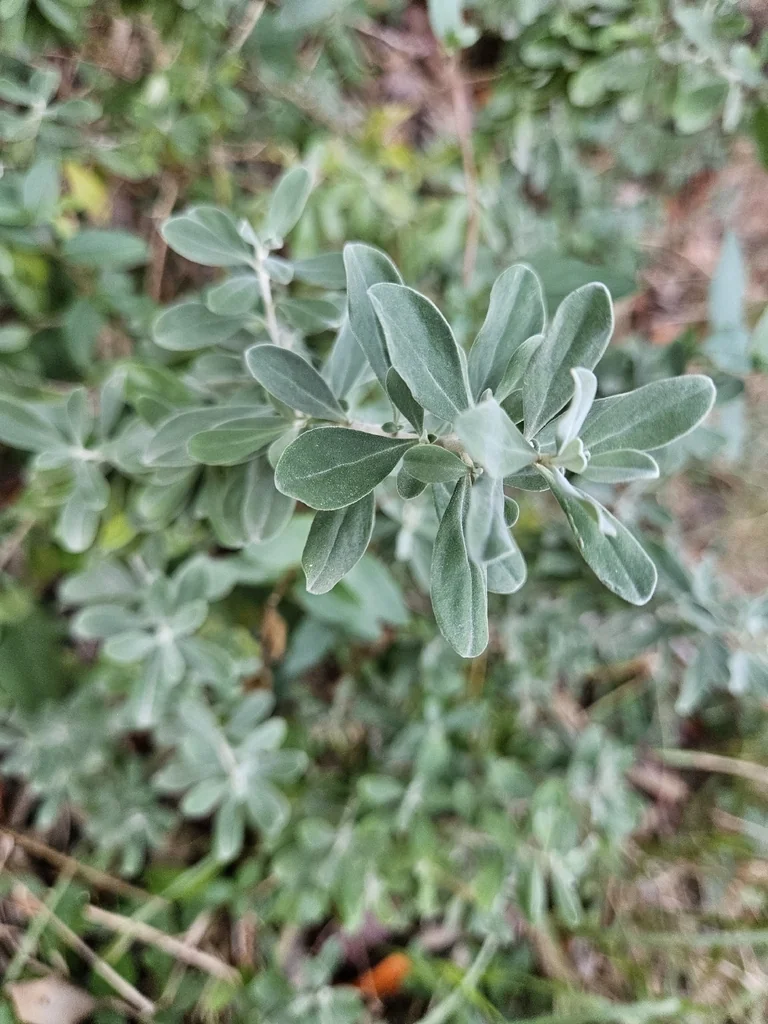 Leucophyllum Frutescens