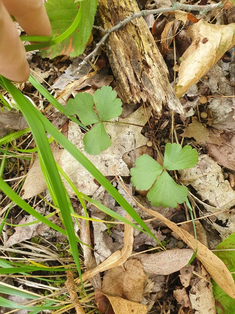 Waldsteinia Fragarioides