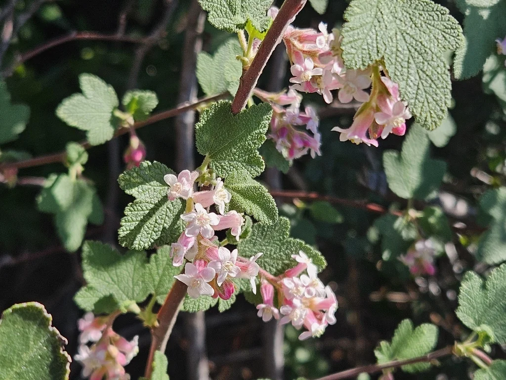 Ribes Malvaceum