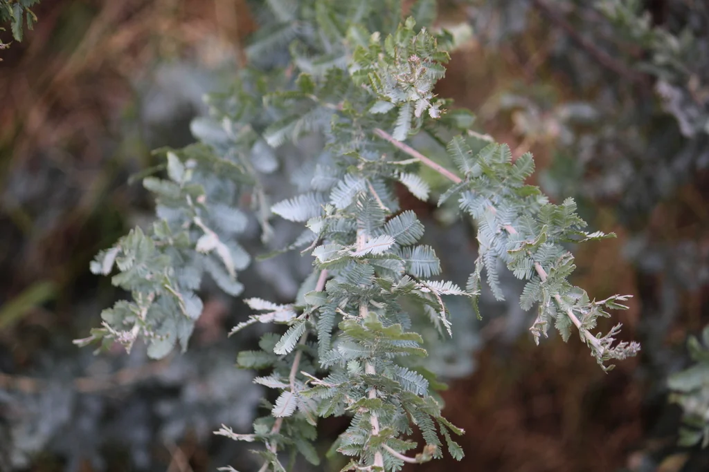 Acacia Baileyana
