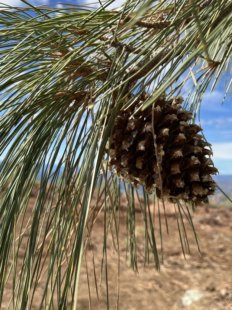 Pinus Sabiniana