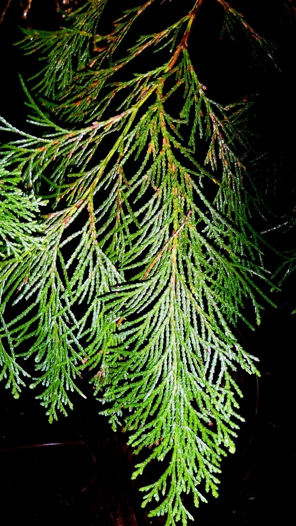 Chamaecyparis lawsoniana