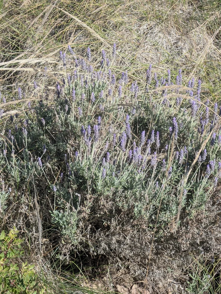 Lavandula Dentata
