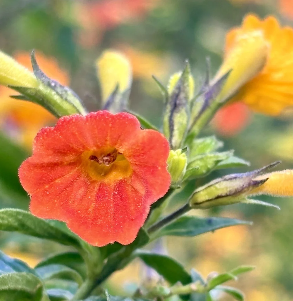 Streptosolen Jamesonii