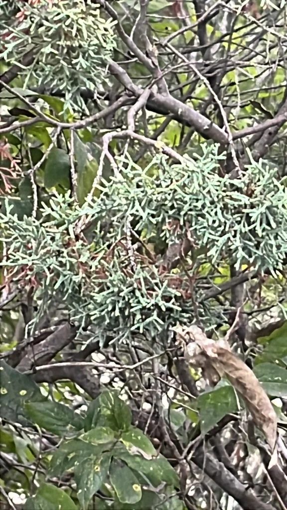 Cupressus Arizonica