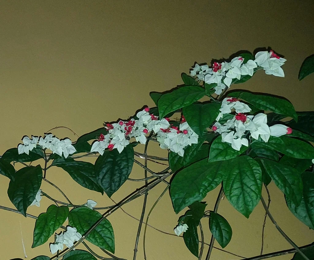 Clerodendrum Thomsoniae