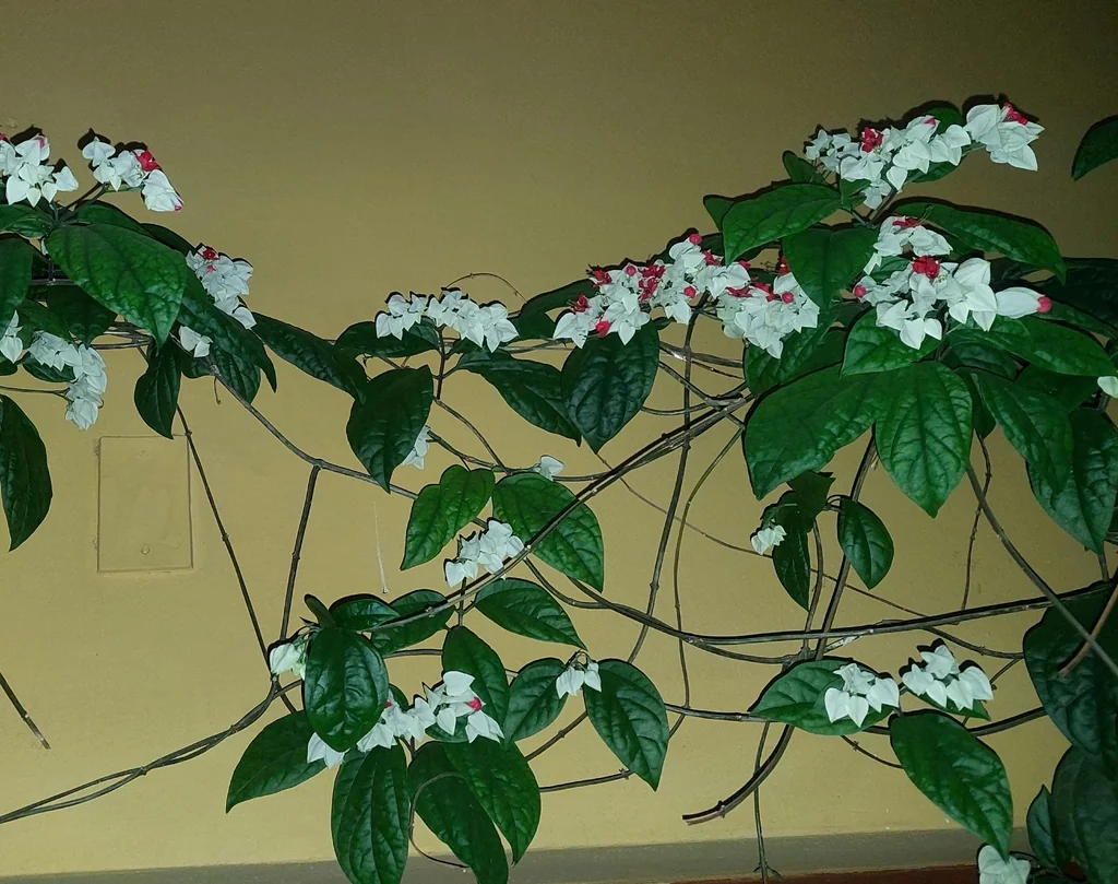 Clerodendrum Thomsoniae